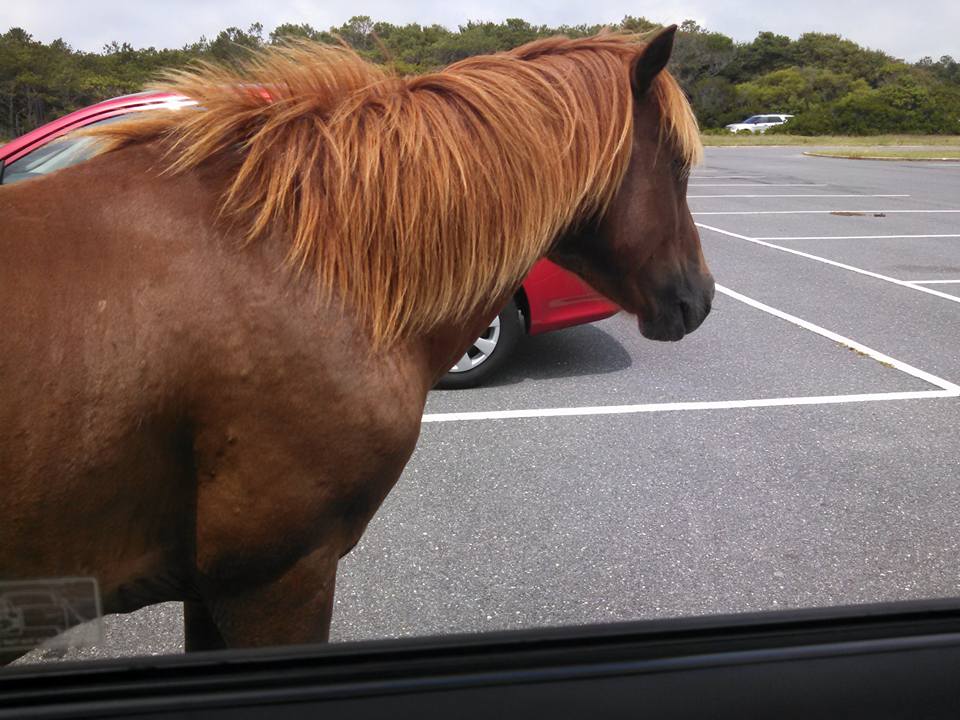 Assateague Pony