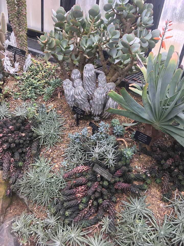 Desert Botanicals