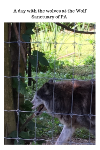 Read more about the article A day with the wolves at The Wolf Sanctuary of PA