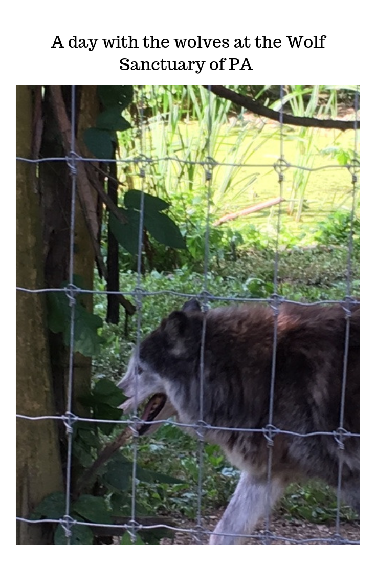 You are currently viewing A day with the wolves at The Wolf Sanctuary of PA